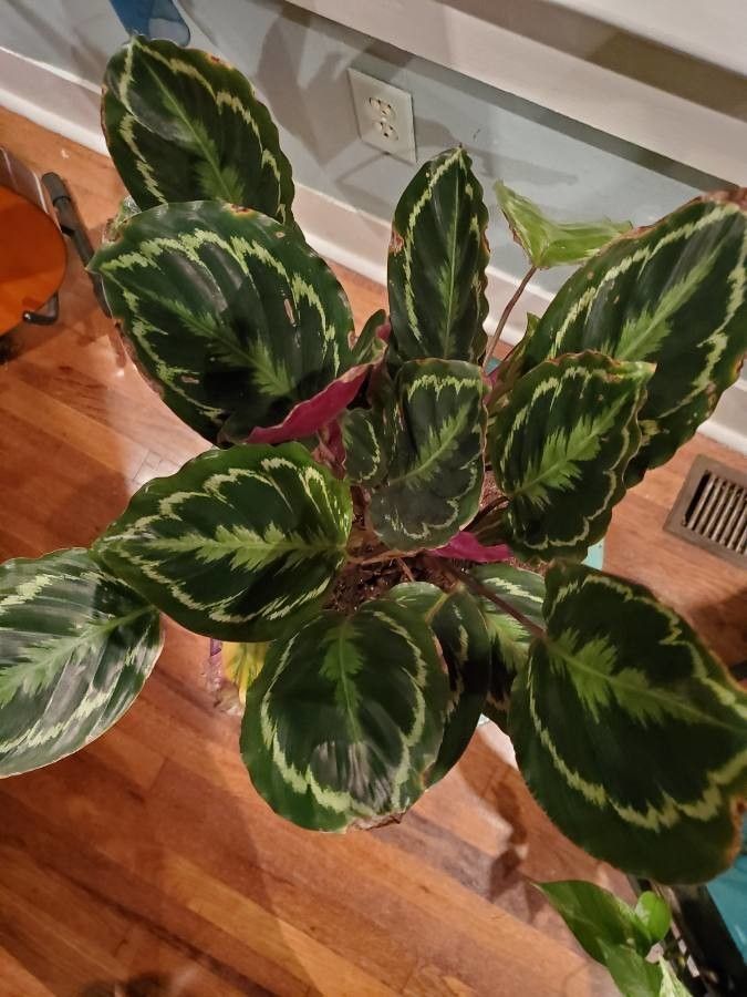 Calathea Foliage