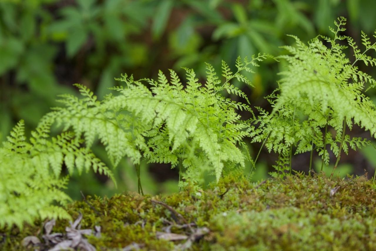 Fern Davilia Kale