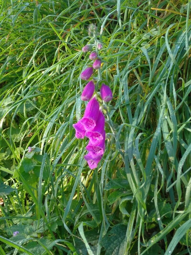 Foxglove Kiwi Vine
