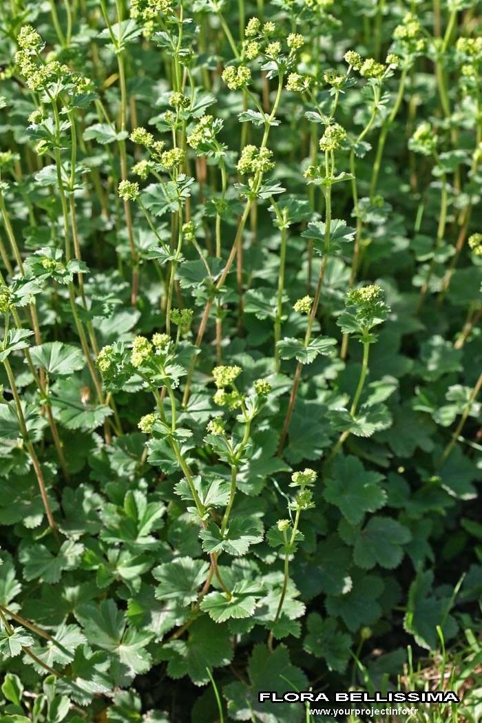 Alchemilla