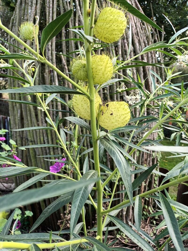 Billy Balls