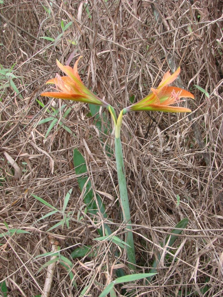 Amaryllis 15-18st/Box