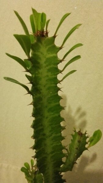 Euphorbia Fulgens Flowering