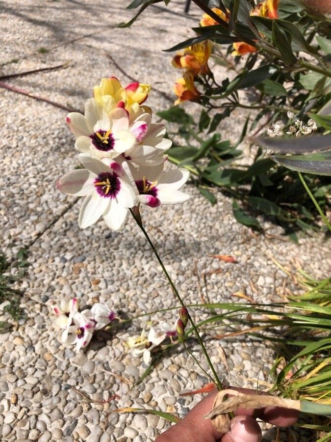 Ixia