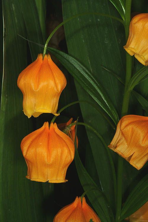Monstera Sandersonia
