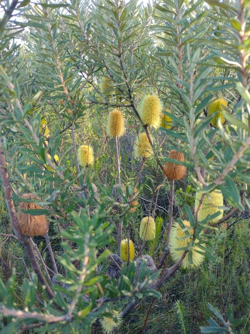 Banksia, Deconstructed (Banksia) - Flower - Available year-round