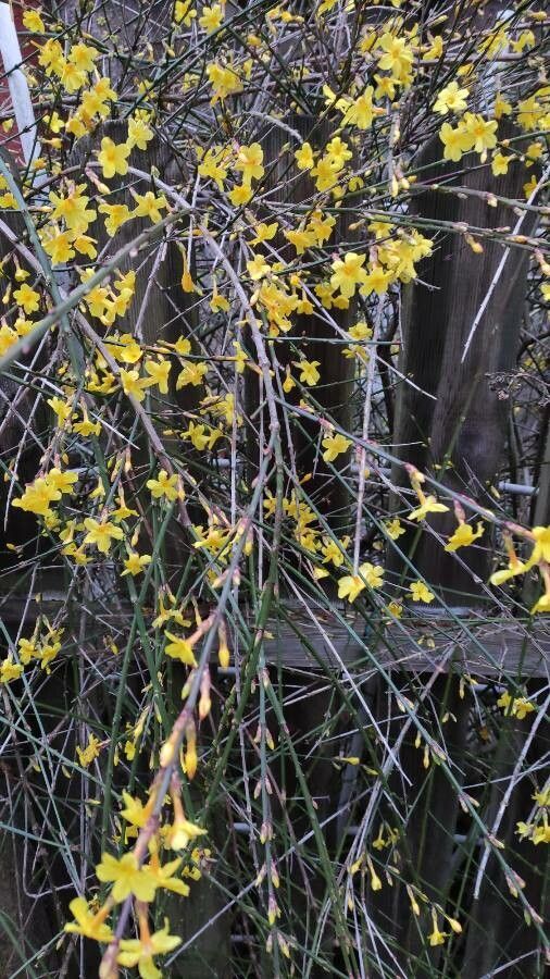 Fernshoots Brown Jasmine Non Flowering