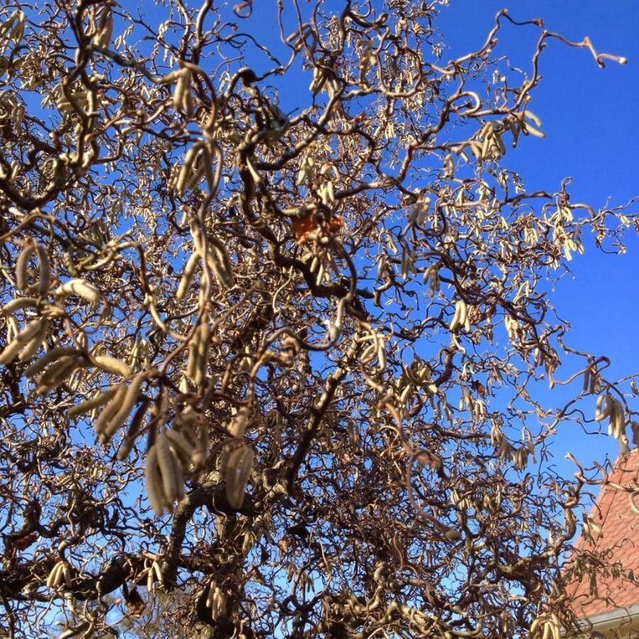 Branches Contorted Hazelnut
