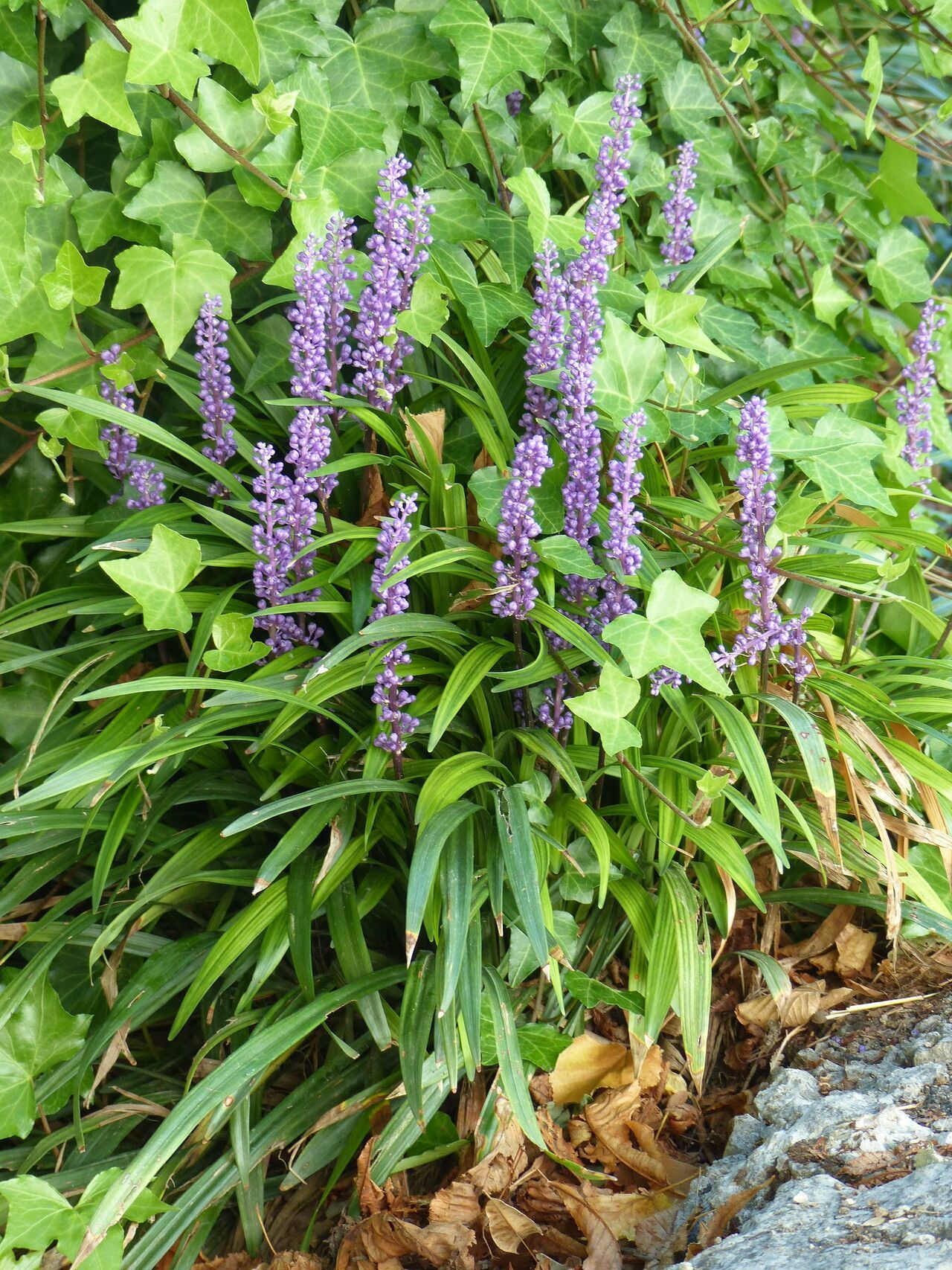 Lily Grass Or