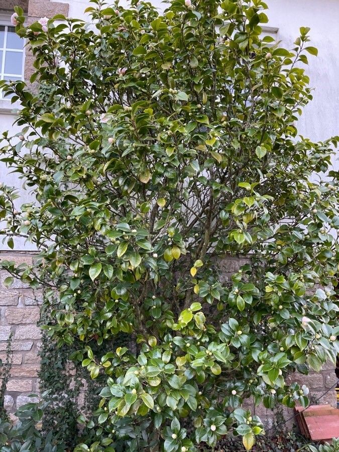 Camelia Foliage Short