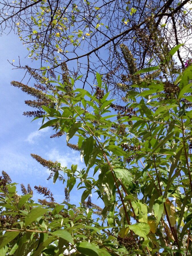 Buddleia Butterfly Bush Assorted