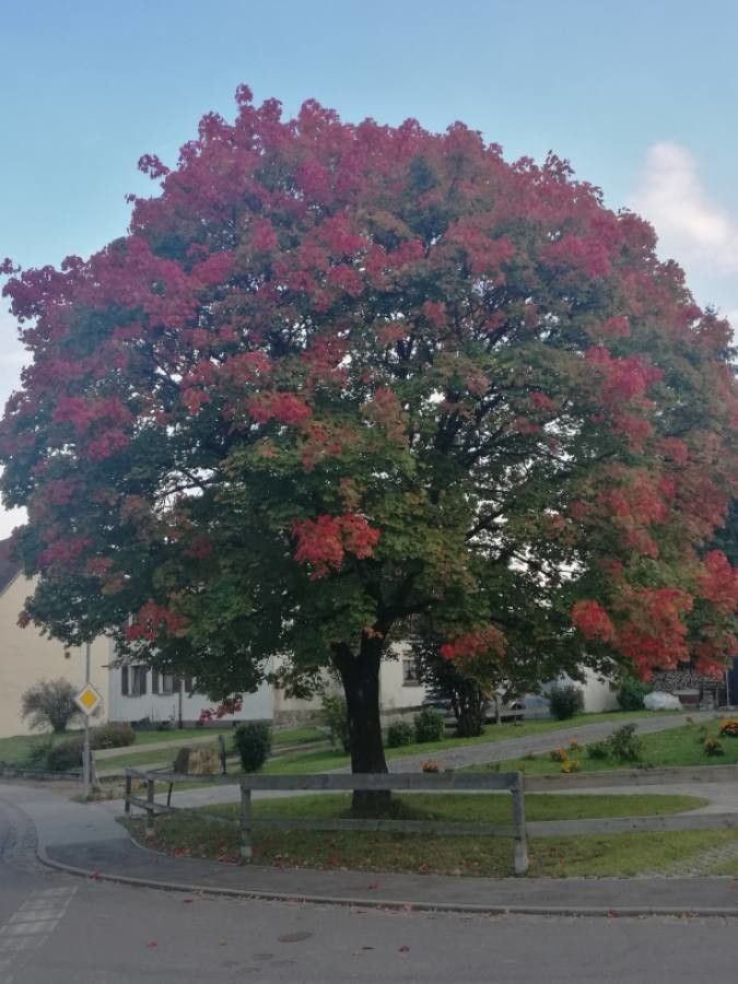 Hala Foliage Maple Japanese