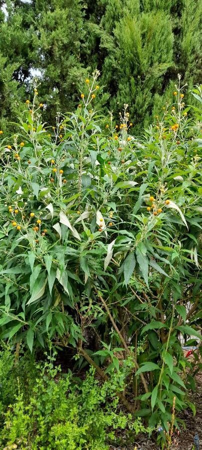 Buddleia Globosa