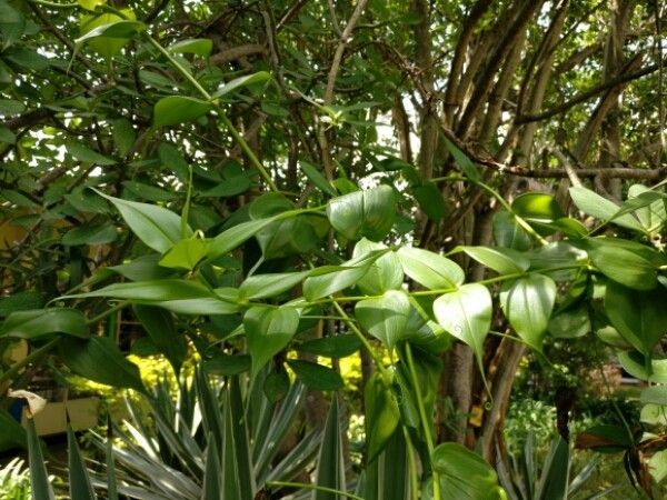 Gloriosa Long
