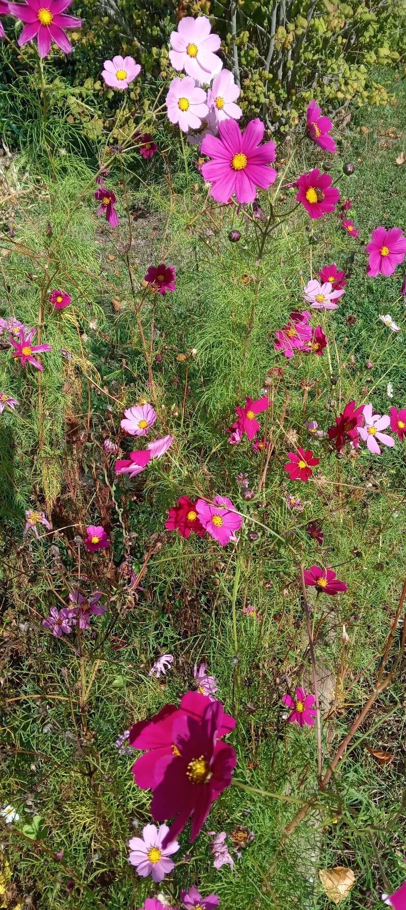 Cosmos, Young Tight And “Double Click”