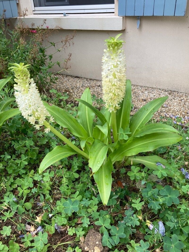 Eucomis