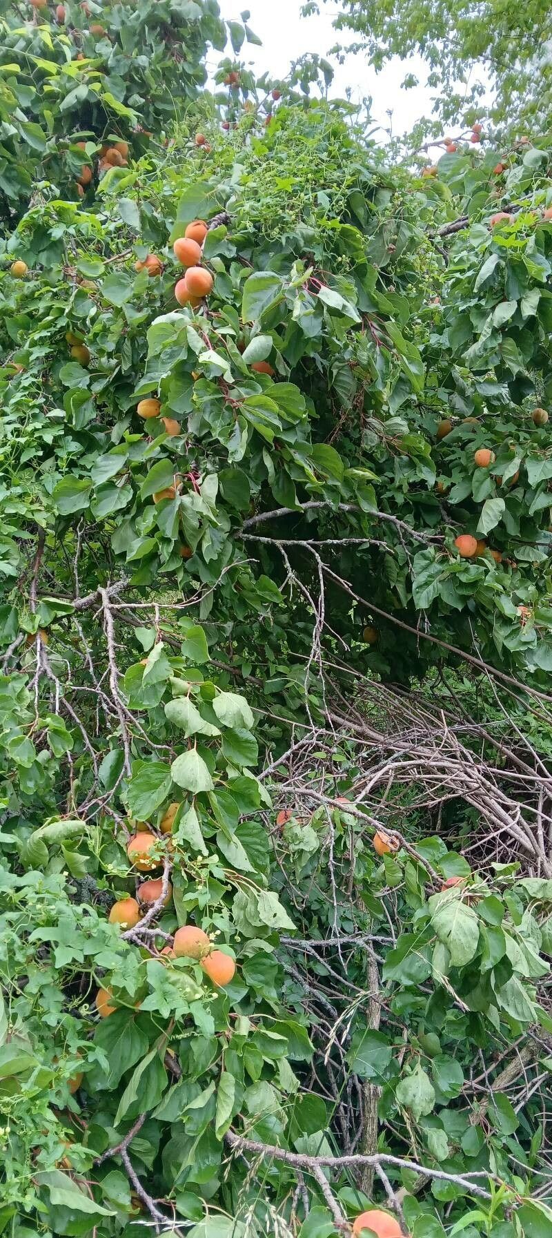 Blossom Apricot