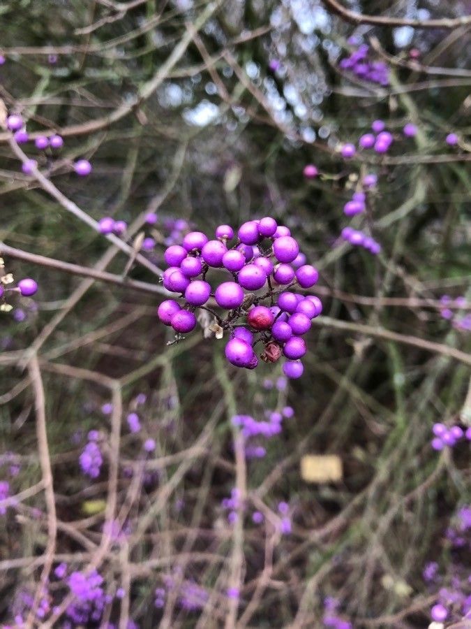 China Berry