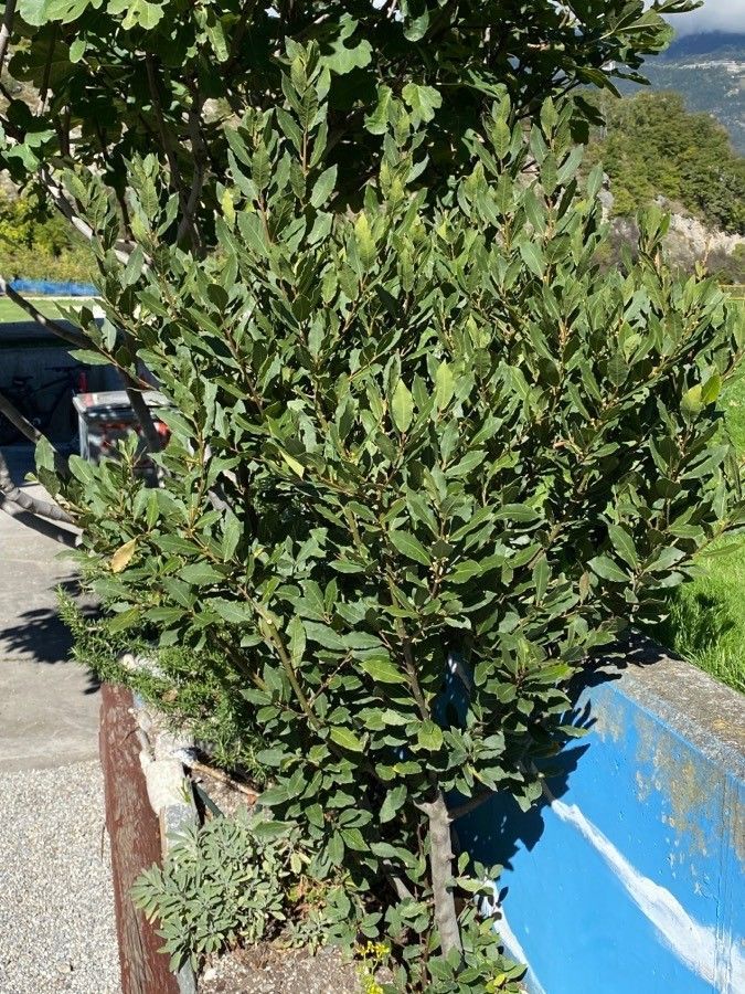 Bay Laurel