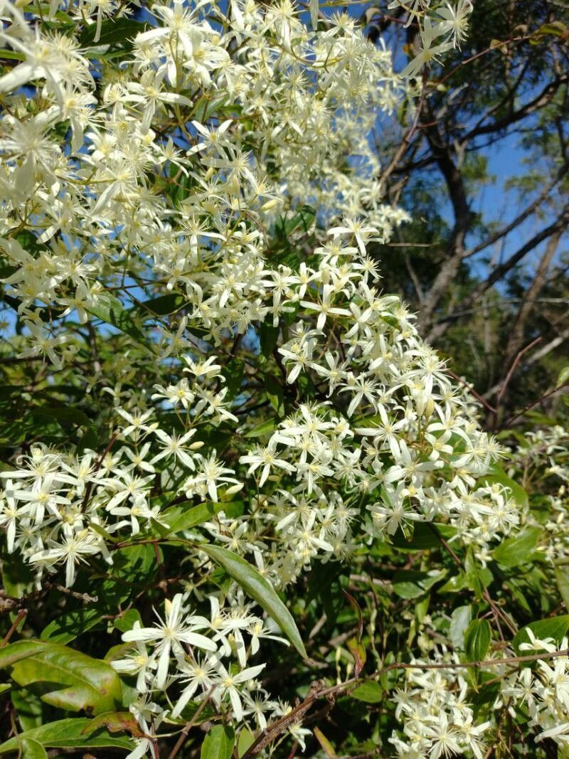 Aussie Pine Clematis Dutch And