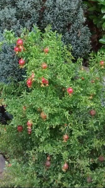 Fruiting Pomegranites Larkspur