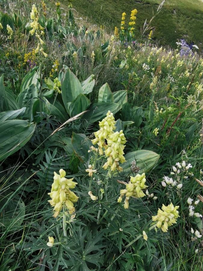 Herbs Assorted Monkshood