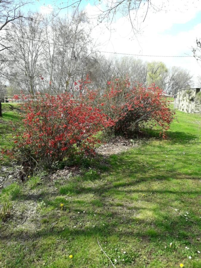 Blossom Quince Bnch