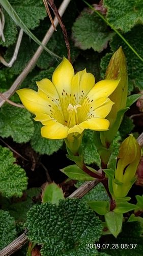 Gentiana Lei Single