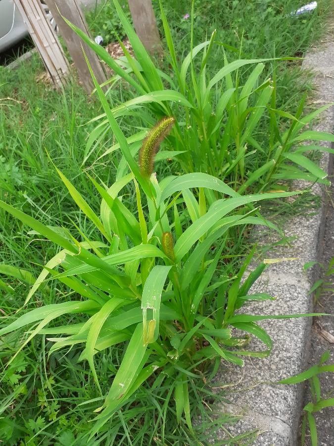 Myerii Setaria Plume Grass