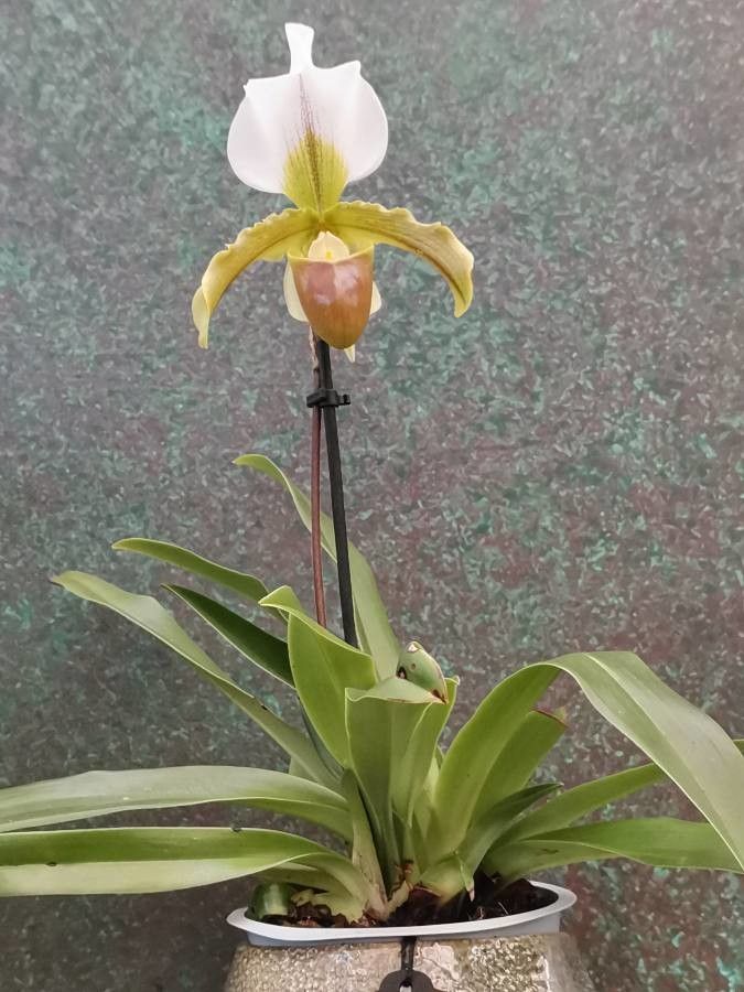 Paphiopedilum Orchid Southern
