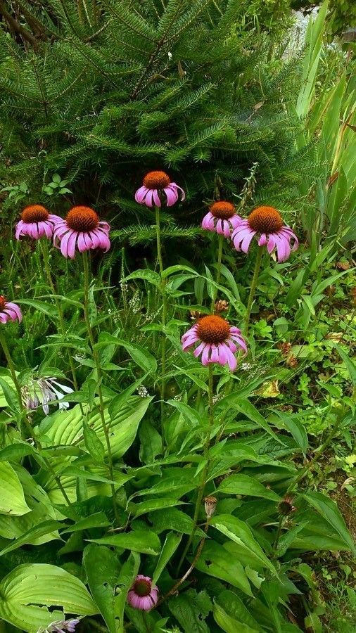 Echinacea