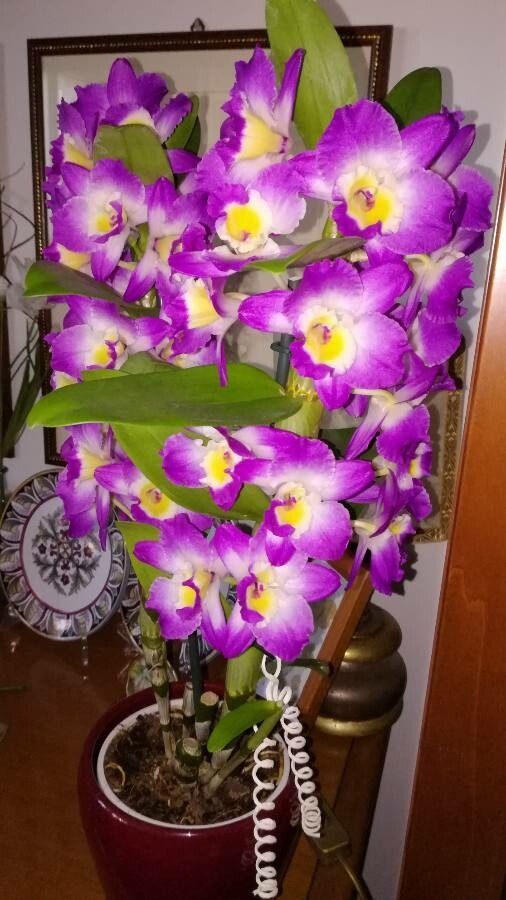 Dendrobium Orchid (Dendrobium) - Orchid - Available year-round