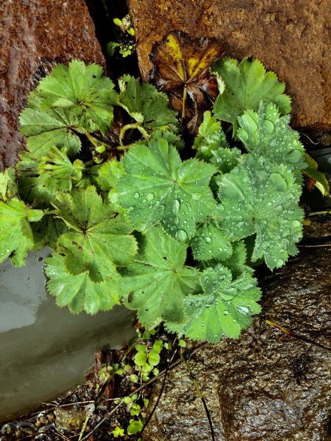 Alchemilla Mollis