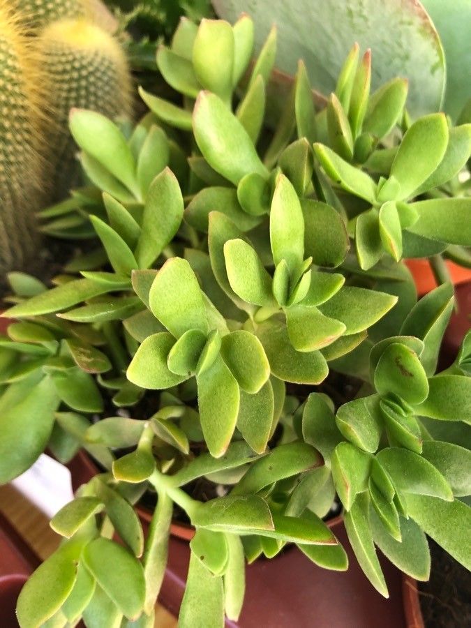 Papyrus Umbrella Succulents Assorted (2" Pots)