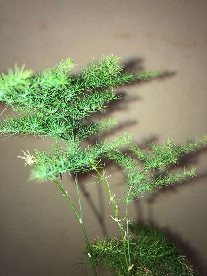 Ming Fern