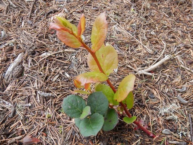Huckleberry Myerii