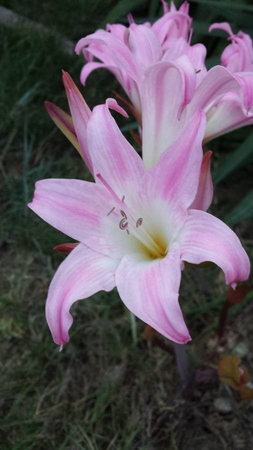 Amaryllis