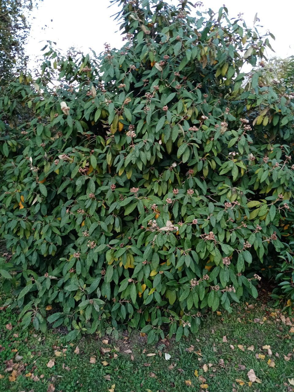Viburnum