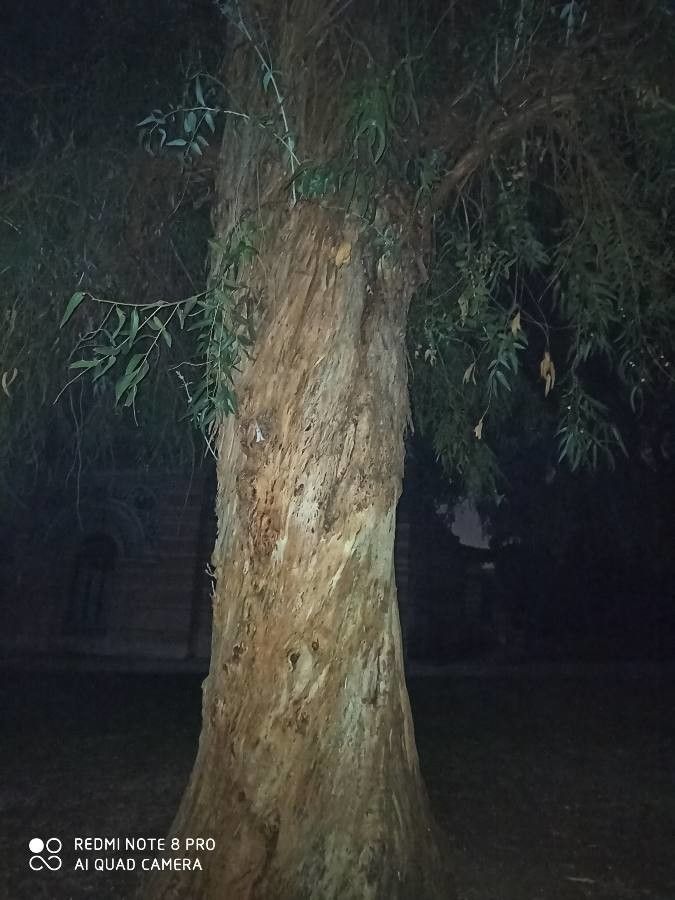 Eucalyptus Dollar Ivy Long Or