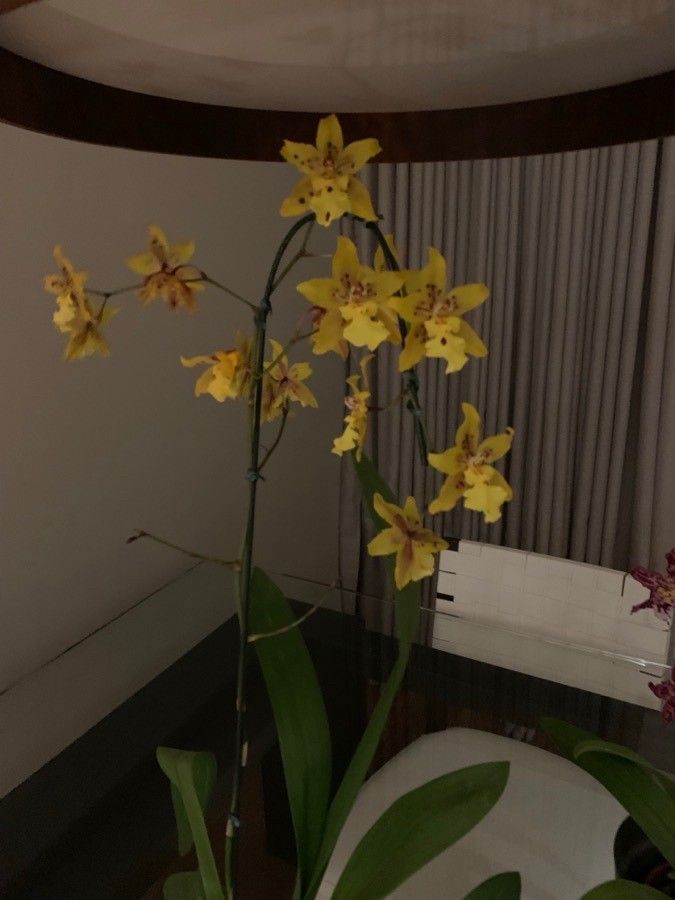 Oncidium Long Southern
