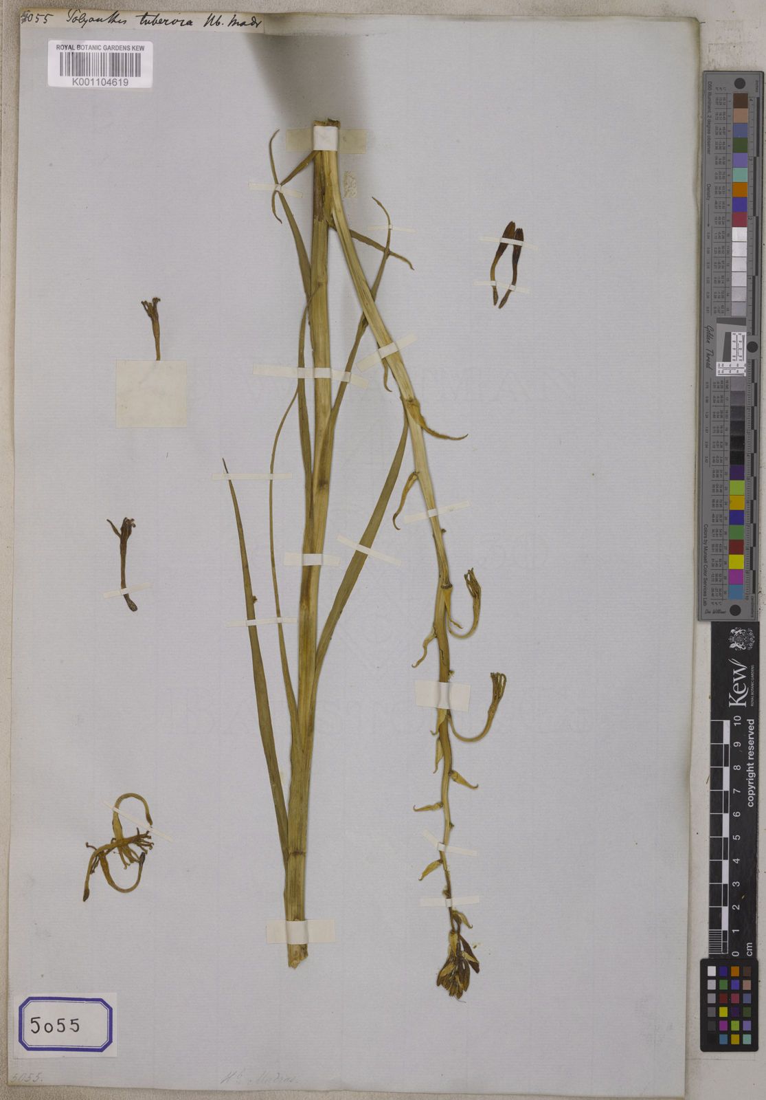 Proteaq Ueen Tuberose