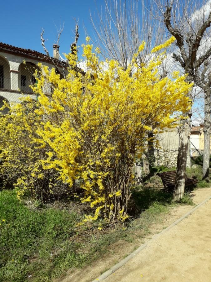 Blossom Forsythia